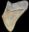 Partial, Serrated, Fossil Megalodon Tooth #47598-1